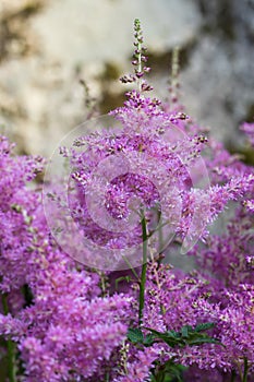 Blooming pink astilbes in a flower bed in the garden, close-up