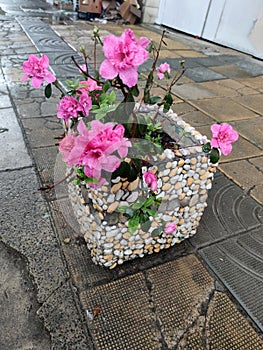 blooming pink azalea in a decorative stone planter outoors