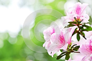 The blooming Pink Azalea Rhododendron in spring