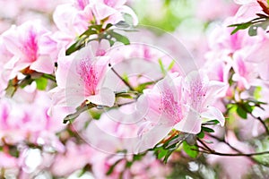 The blooming Pink Azalea Rhododendron in spring