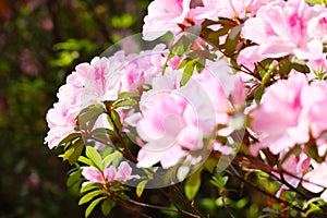 The blooming pink azalea rhododendron in spring