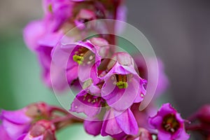Blooming pink Bergenia flower on a green background on a sunny day macro photography.