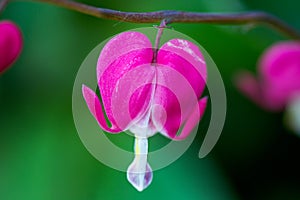 Blooming pink bleeding heart flowers - Dicentra spectabils