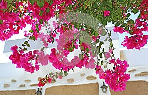 Blooming pink bougainvillea flowers at Koufonisia Cyclades Greece