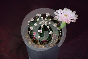 Blooming pink cactus flower of Gymnocalycium mihanovichii on stone background.