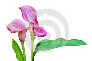 Blooming Pink Calla Lily Flowers with Green Leaves Isolated on White Background