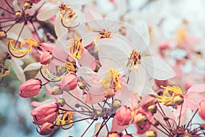 Blooming Pink Cassia with blurred background