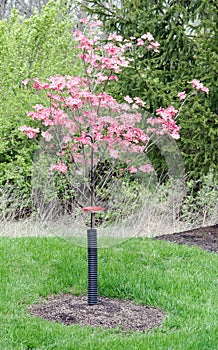 Blooming Pink Cherokee Brave Dogwood Tree