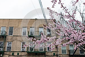 Blooming Pink Cherry Blossom Tree during Spring in front of an Old Brick Apartment Building with Fire Escapes in Astoria Queens