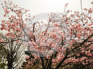 Blooming pink cherry flower of Sakura  fullbloom in spring season in japan