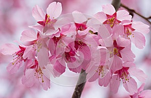 Blooming Pink Cherry Flowers