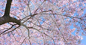 Blooming pink cherry tree, Beautiful Spring Blossoms, 4k video