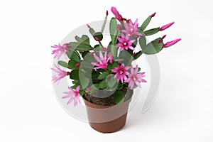 Blooming Pink Christmas Cactus schlumbergera in a pot.