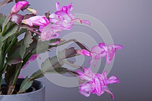 Blooming Pink Christmas Cactus schlumbergera in a pot on white background.