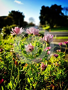 Blooming pink chrysanthemum flowers