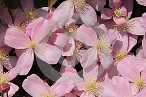 Blooming pink Clematis in the garden in spring.