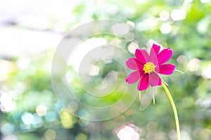 Blooming pink cosmos flowering