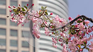 Blooming pink crabapple flowers, photographed in Shanghai, China