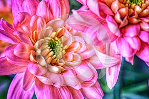 Blooming pink dahlia flower