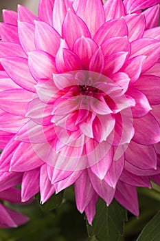 Blooming pink Dahlia flower closeup.