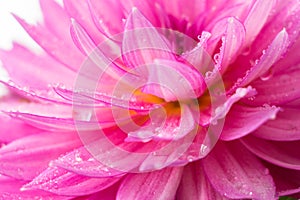 Blooming pink Dahlia flower closeup, with water droplets.