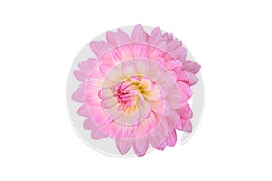 Blooming pink Dahlia Flower Isolated on white background.