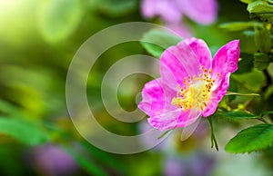 Blooming pink eglantine spring day