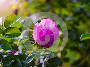 Blooming pink eglantine spring day
