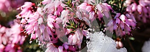 Blooming pink Erica carnea flowers Winter Heath and snow in the garden in early spring. Floral background