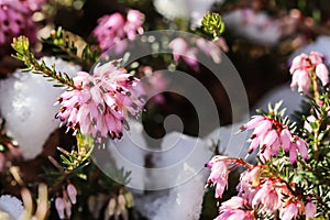 Blooming pink Erica carnea flowers Winter Heath and snow in the garden in early spring. Floral background