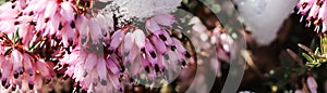 Blooming pink Erica carnea flowers Winter Heath and snow in the garden in early spring. Floral background