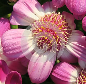 Blooming pink flower