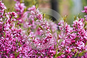 Blooming pink flower almond dwarf in garden, spring time