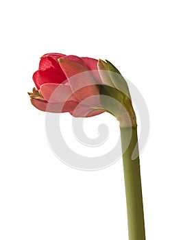 Blooming pink flower Amaryllis Hippeastrum    on white background isolated