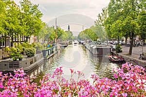 Blooming pink flowers on an Amsterdam canal bridge