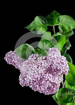 Blooming Pink flowers of Common lilac on a black background