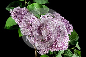 Blooming Pink flowers of Common lilac on a black background