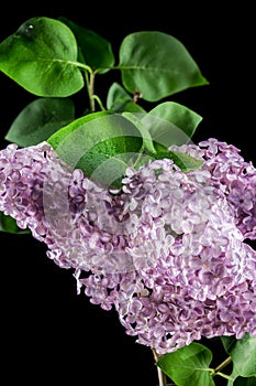 Blooming Pink flowers of Common lilac on a black background