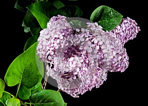 Blooming Pink flowers of Common lilac on a black background