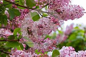 Blooming pink flowers of lilac tree.