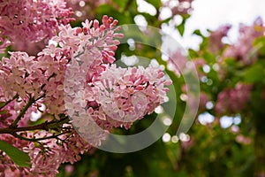 Blooming pink flowers of lilac tree.