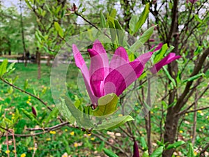 Blooming pink flowers of magnolia