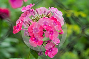 Blooming pink flowers phlox paniculata photo