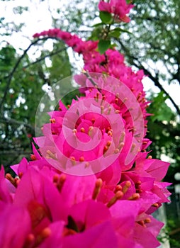 Blooming pink flowers on the sky