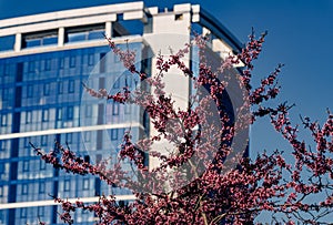 Blooming pink flowers tree against a modern glazed residential building with blue panoramic windows and blue sky