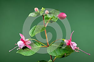 Blooming pink Fuchsia Claudia on a green background photo