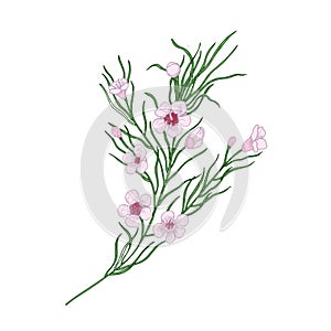 Blooming pink Geraldton wax flowers isolated on white background. Elegant natural drawing of gorgeous cultivated