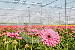 Blooming pink gerberas in a Dutch greenhouse