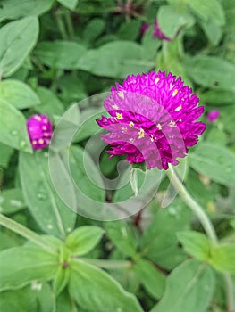 Pink Globe Amaranth flowers