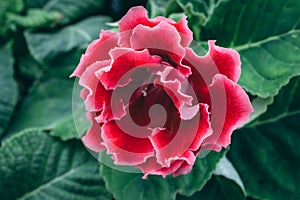 Blooming pink Gloxinia or Sinningia speciosa, ornamental plant flower, macro